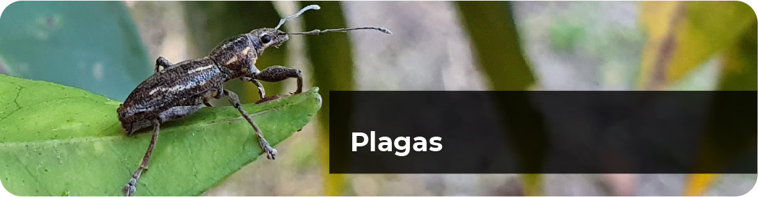 Portada Plagas