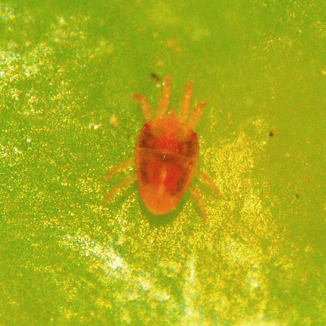 Falsa arañita roja de la vid