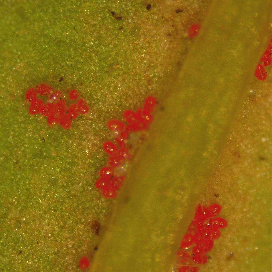 Falsa arañita roja de la vid
