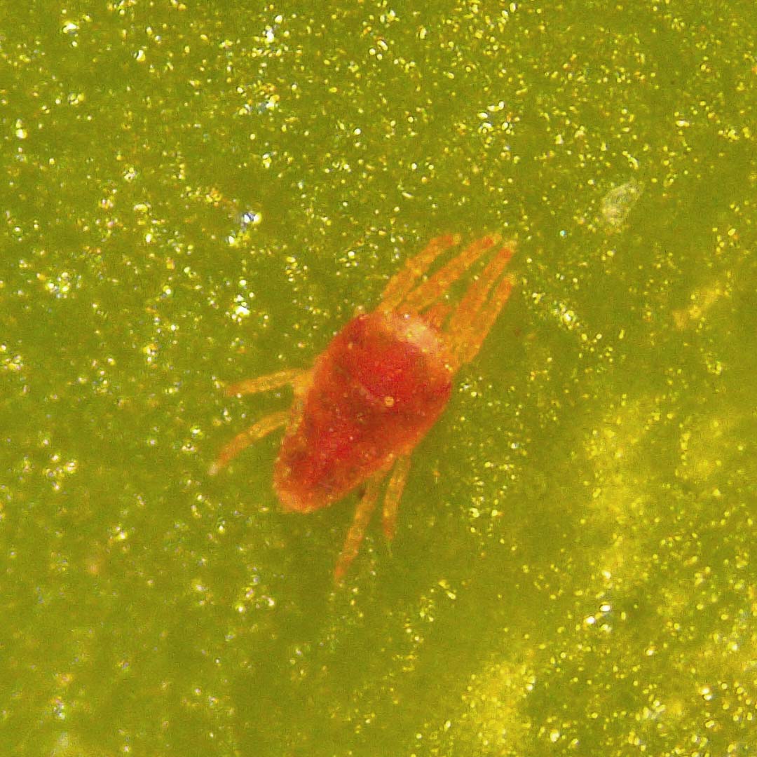 Falsa arañita roja de la vid
