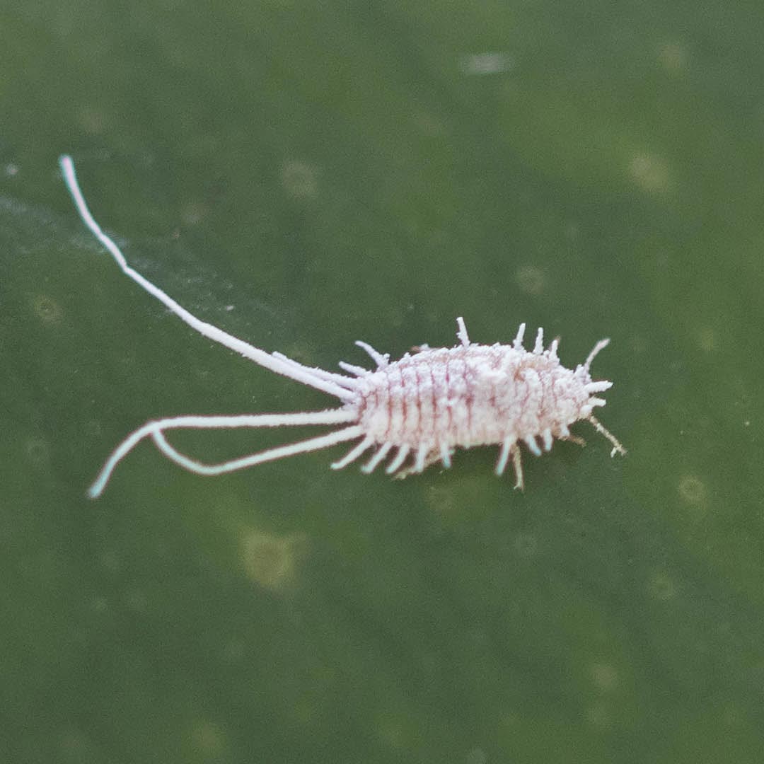 Chanchito blanco criboso