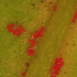 Falsa arañita roja de la vid