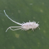 Chanchito blanco criboso