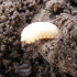 Larva Burrito De La Vid