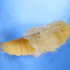 Pupa Burrito De La Vid